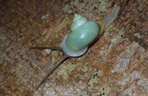 アオミオカタニシの値段と価格推移は 18件の売買情報を集計したアオミオカタニシの価格や価値の推移データを公開