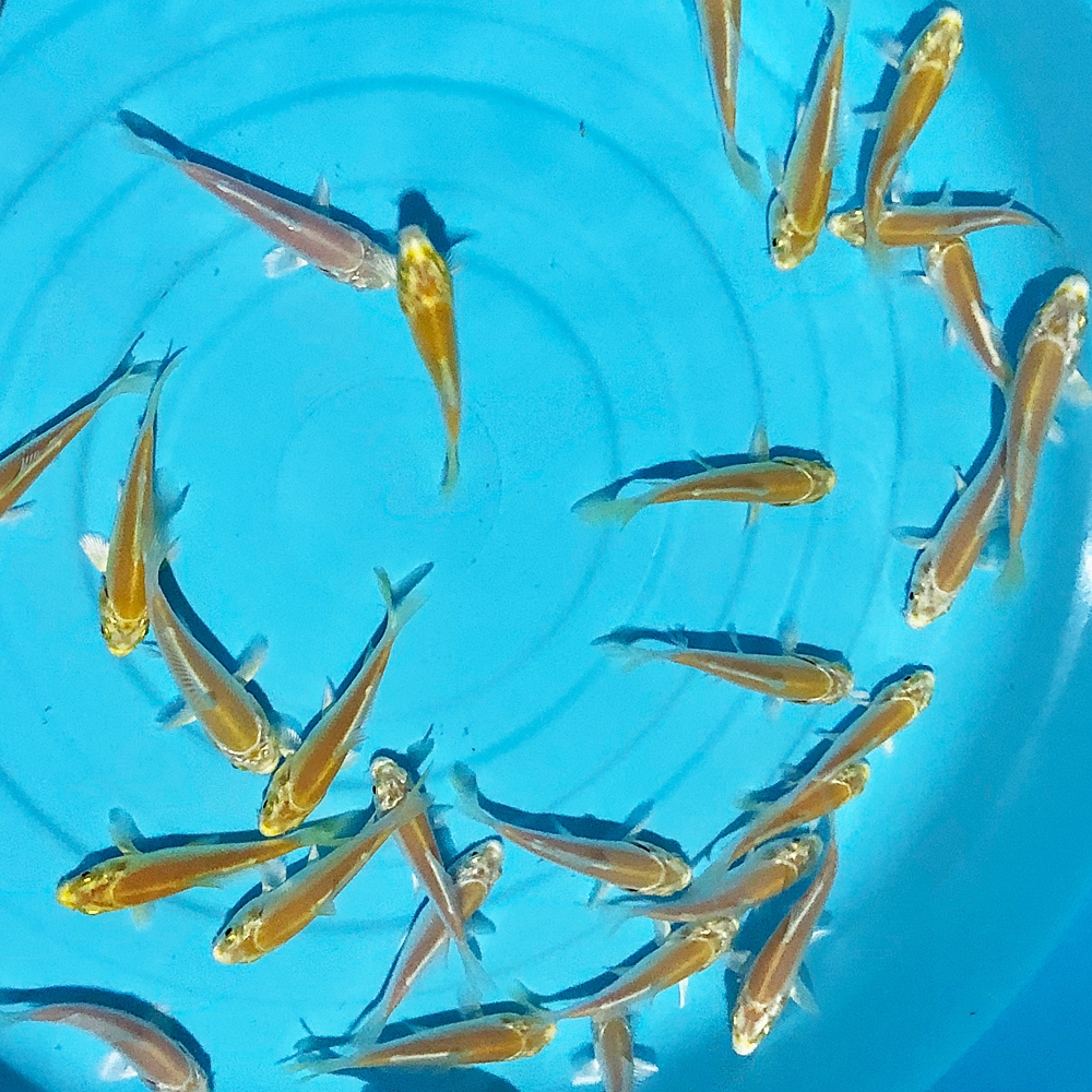 B5 手描きイラストプリント 幸運の象徴 招福 絵 縁起 開運 魚 黄金の鯉 最適な材料 絵