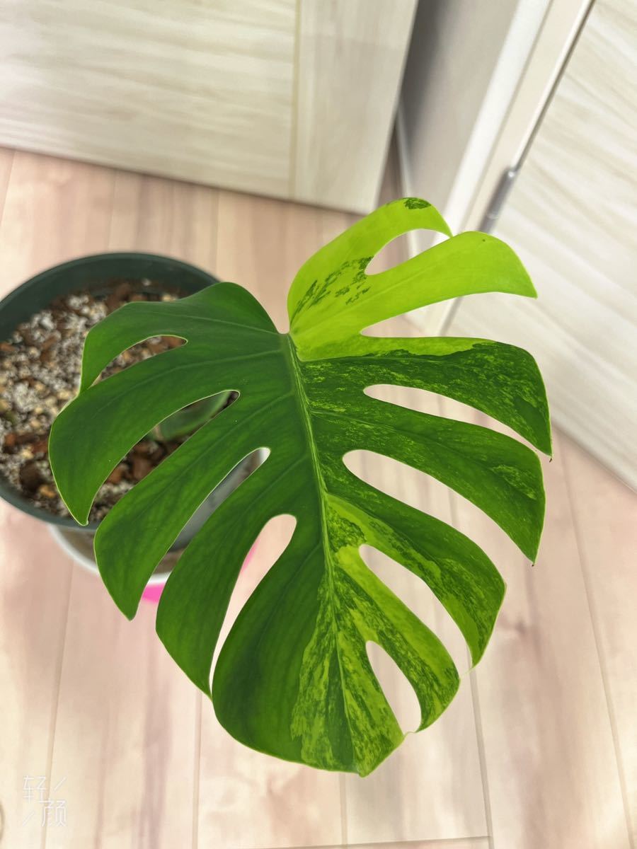 モンステラ モンステラ・デリシオーサの斑入り変異種 JolieNursery