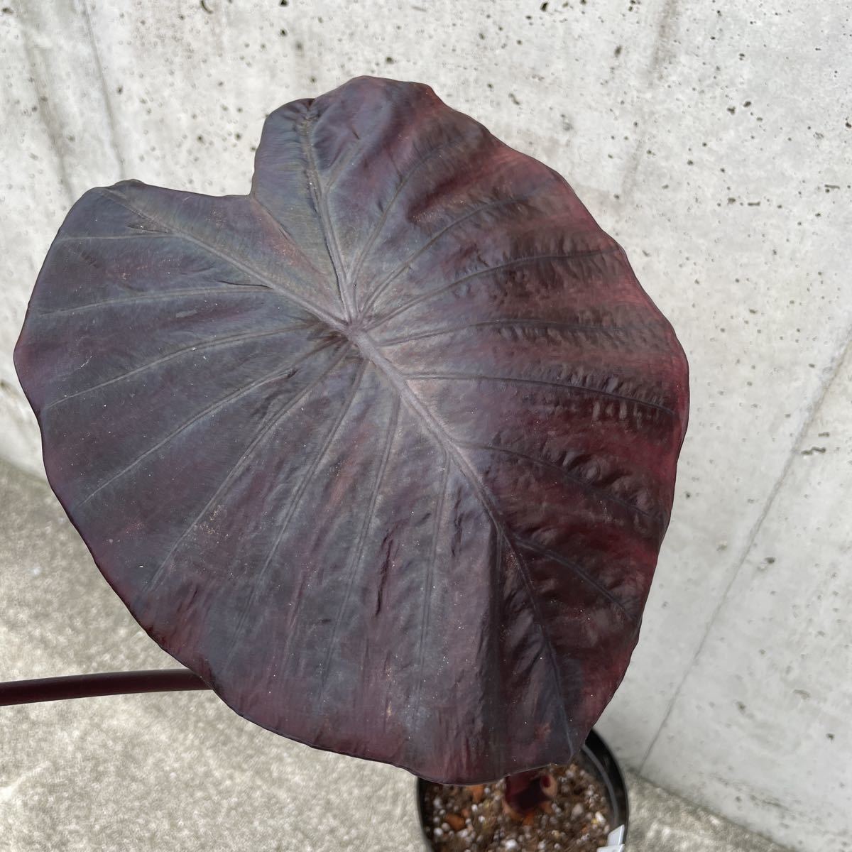 Pof］Colocasia Black Sapphire Gecko コロカシア・ブラックサファイア 