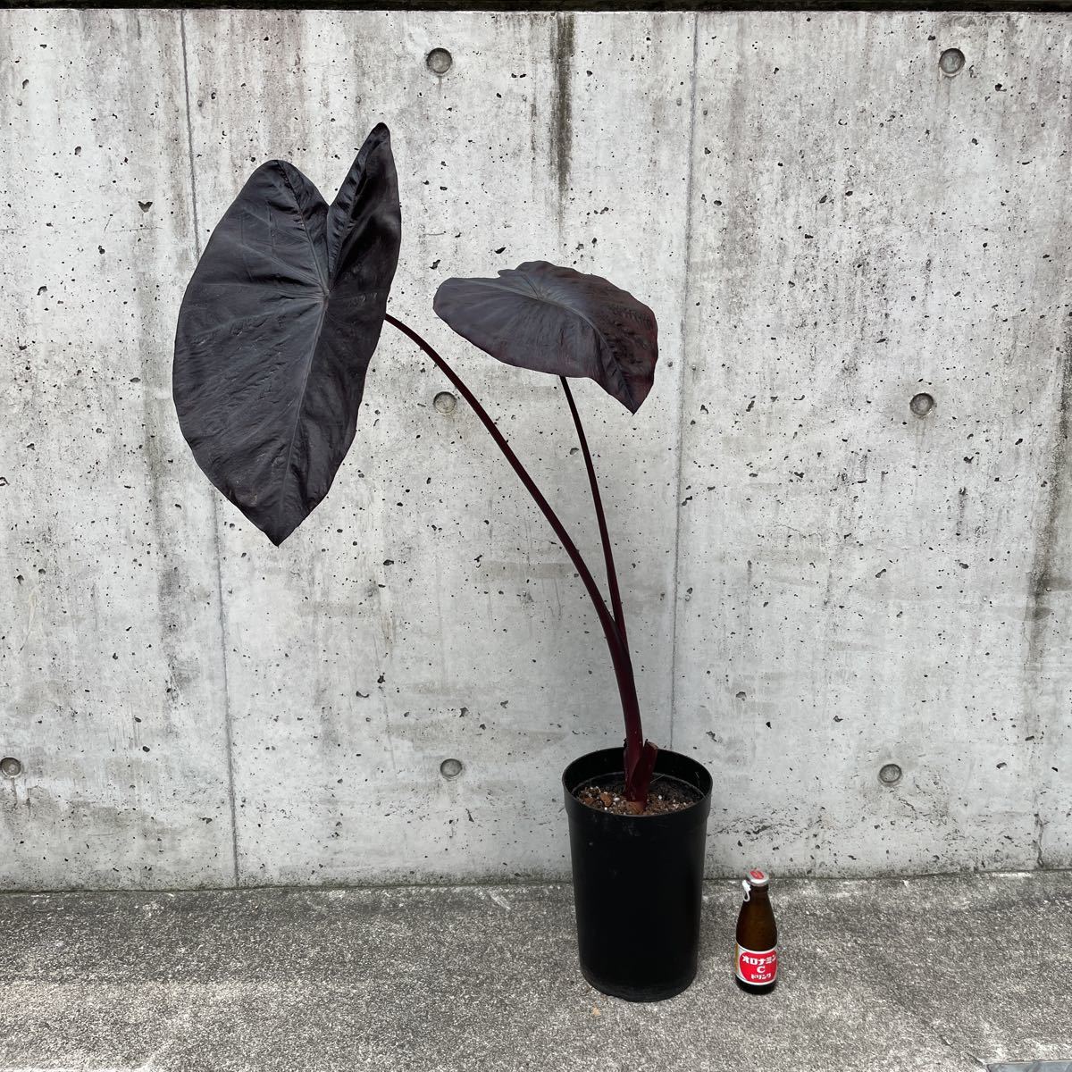 Pof］Colocasia Black Sapphire Gecko コロカシア・ブラックサファイア