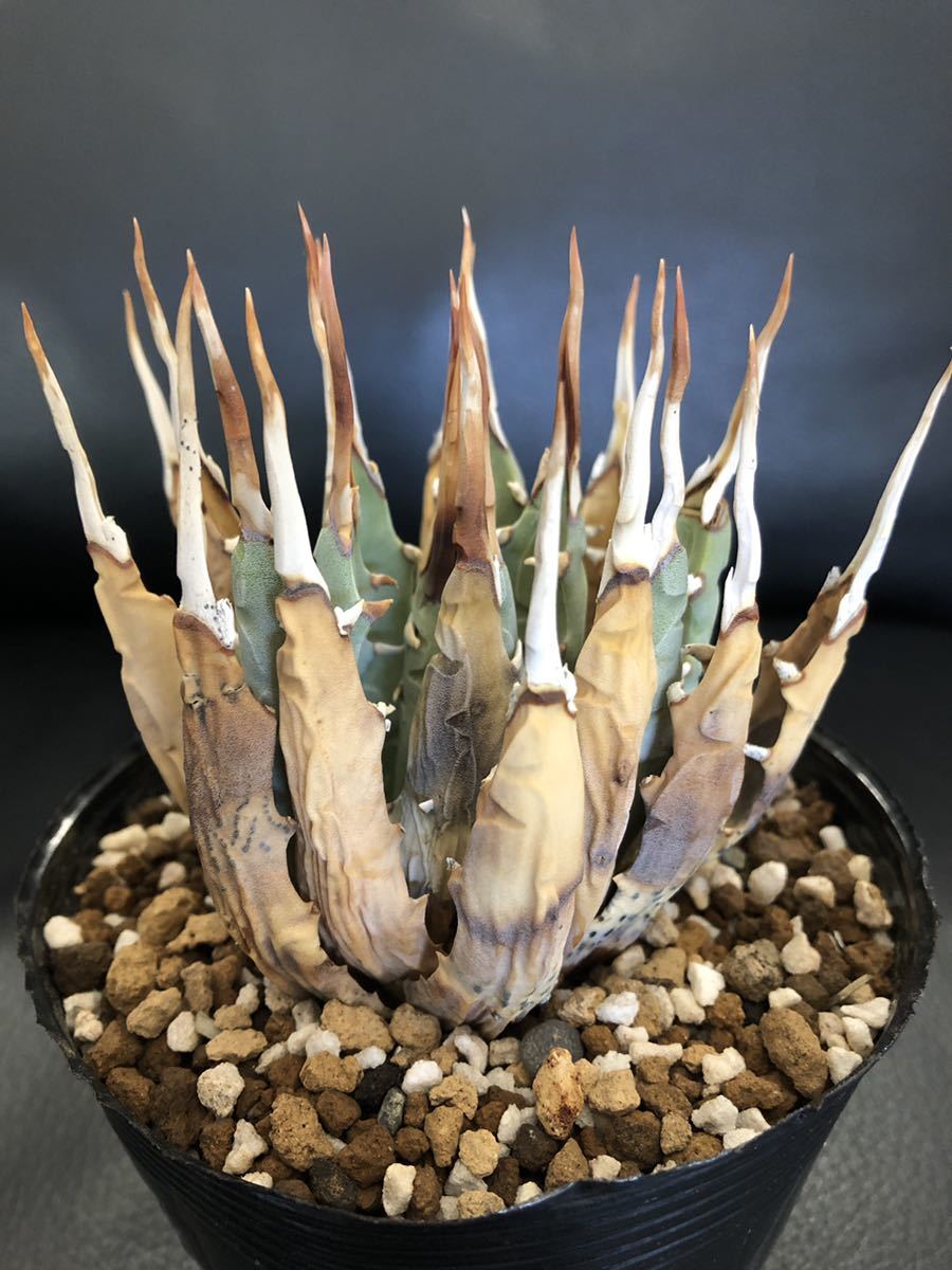 Z3 Agave アガベ ユタエンシスエボリスピナ コンパクタ アガベ ユタ