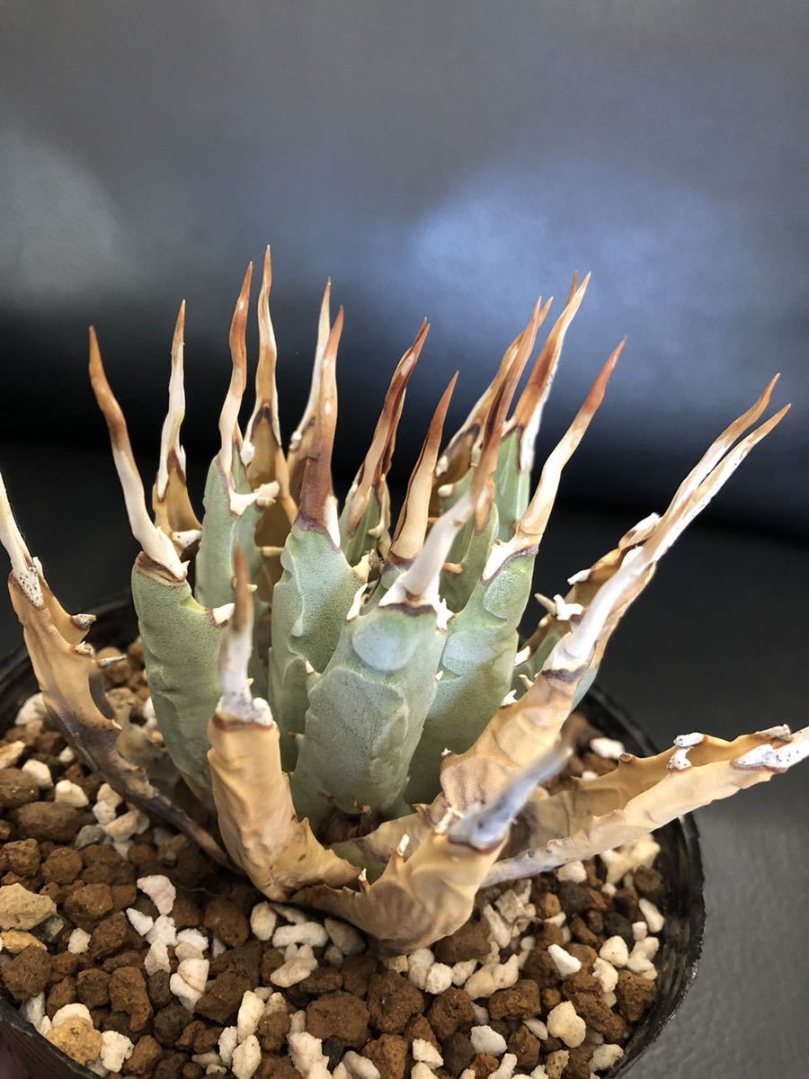 Z3 Agave アガベ ユタエンシスエボリスピナ コンパクタ アガベ ユタ