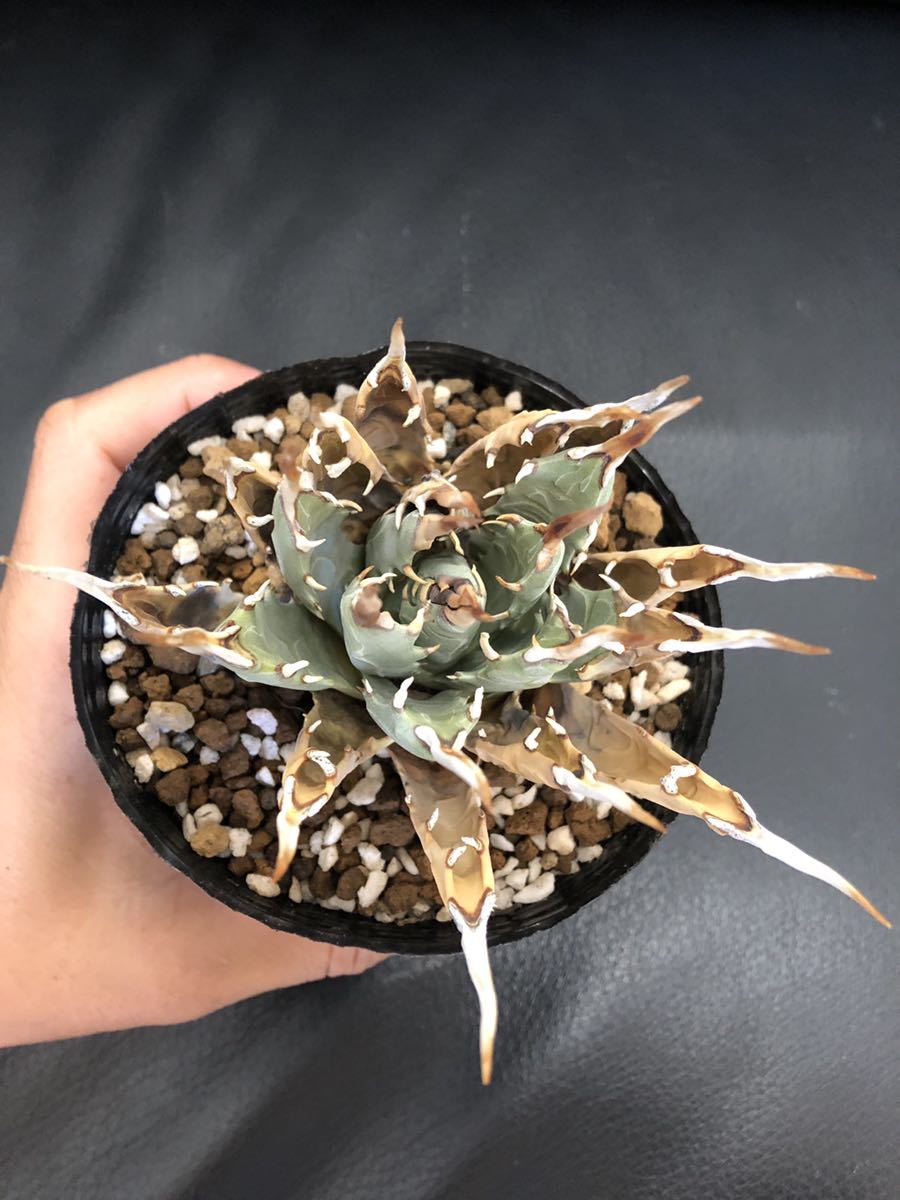 Z3 Agave アガベ ユタエンシスエボリスピナ コンパクタ アガベ ユタ