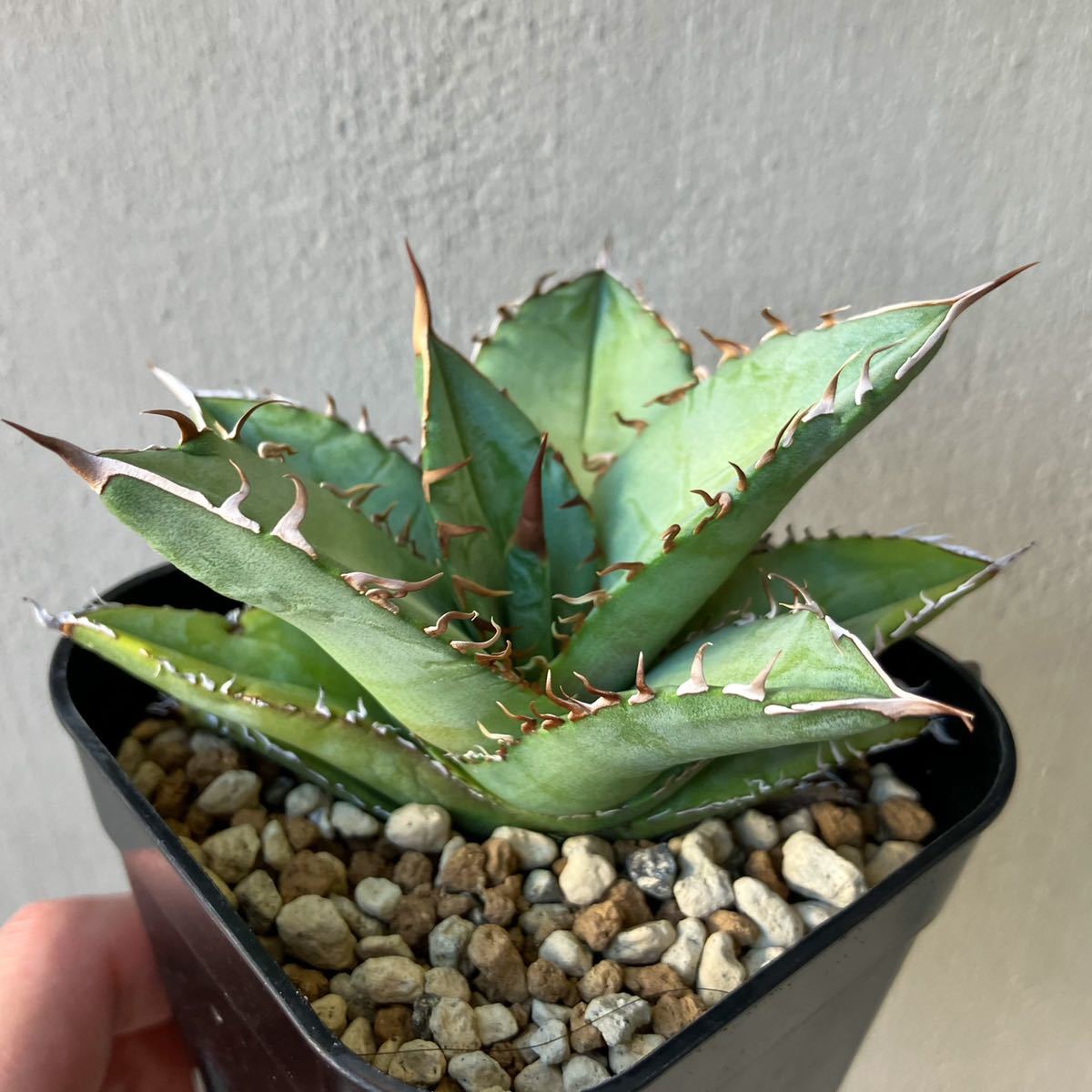 オテロイ 実生選抜株 アガベ agave oteroi 検 チタノタtitanota オテロイ 実生選抜株 アガベ agave oteroi 検 チタノタtitanota