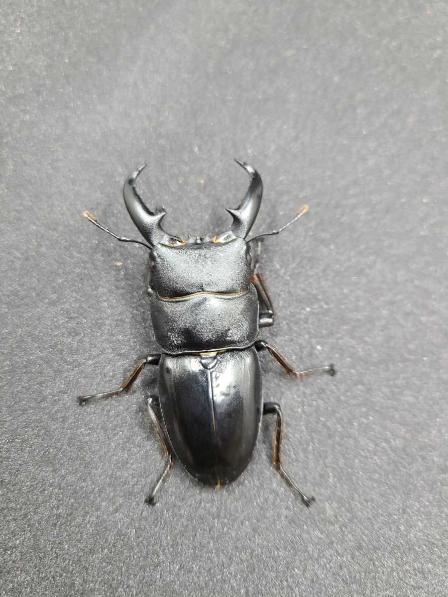 タカラヒラタ ♂ ６６ミリ タカラヒラタ 2ペア ♂♂♀♀ タカラ タカラヒラタクワガタ ペア 66