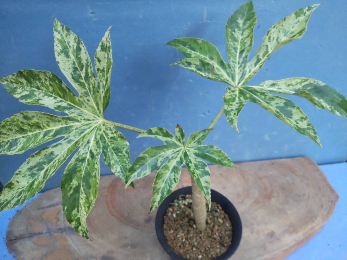 ヤツデ 0 8m露地 1年間枯れ保証 2本セット 葉や形を楽しむ木 送料無料 最安価格 2本セット ヤツデ 0 8m露地 1年間枯れ保証 2本セット 葉や形を楽しむ木 送料無料 最安価格 2本セット