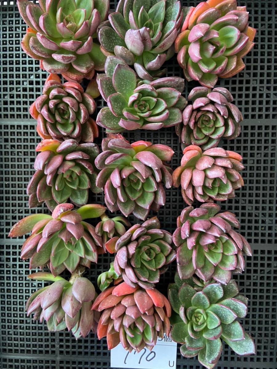 B051-25-00170シャーロットガーデン15個 多肉植物 韓国 エケベリア