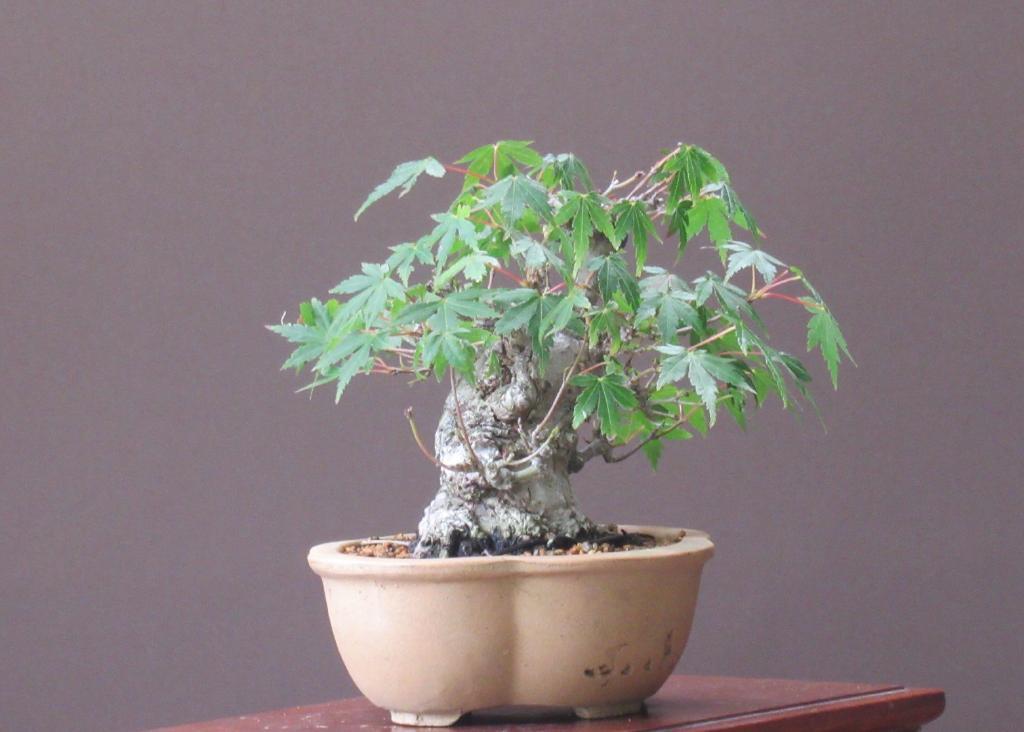 山もみじ 小品盆栽 | soboku BONSAI 本店 モミジ 小品盆栽：特選山紅葉