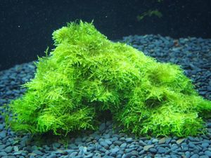 ウィローモスの値段と価格推移は 1 243件の売買情報を集計したウィローモスの価格や価値の推移データを公開