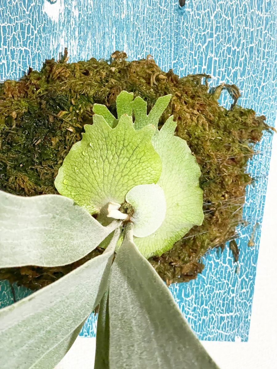 Platycerium willinckii cv.I love ferns ビカクシダ ウィリンキー  