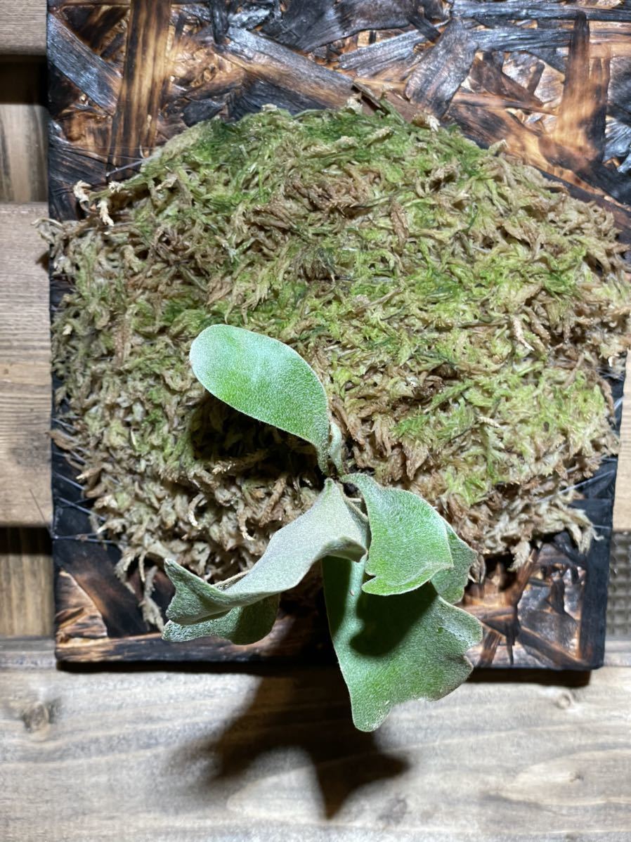 Platycerium willinckii cv.I love ferns ビカクシダ ウィリンキー  