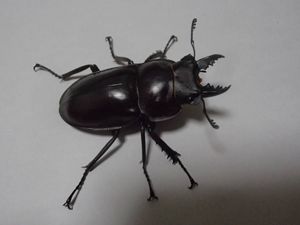 ヤエヤママルバネ大歯値下げ 8e144c8cd5be70affe2d7f40fed71d