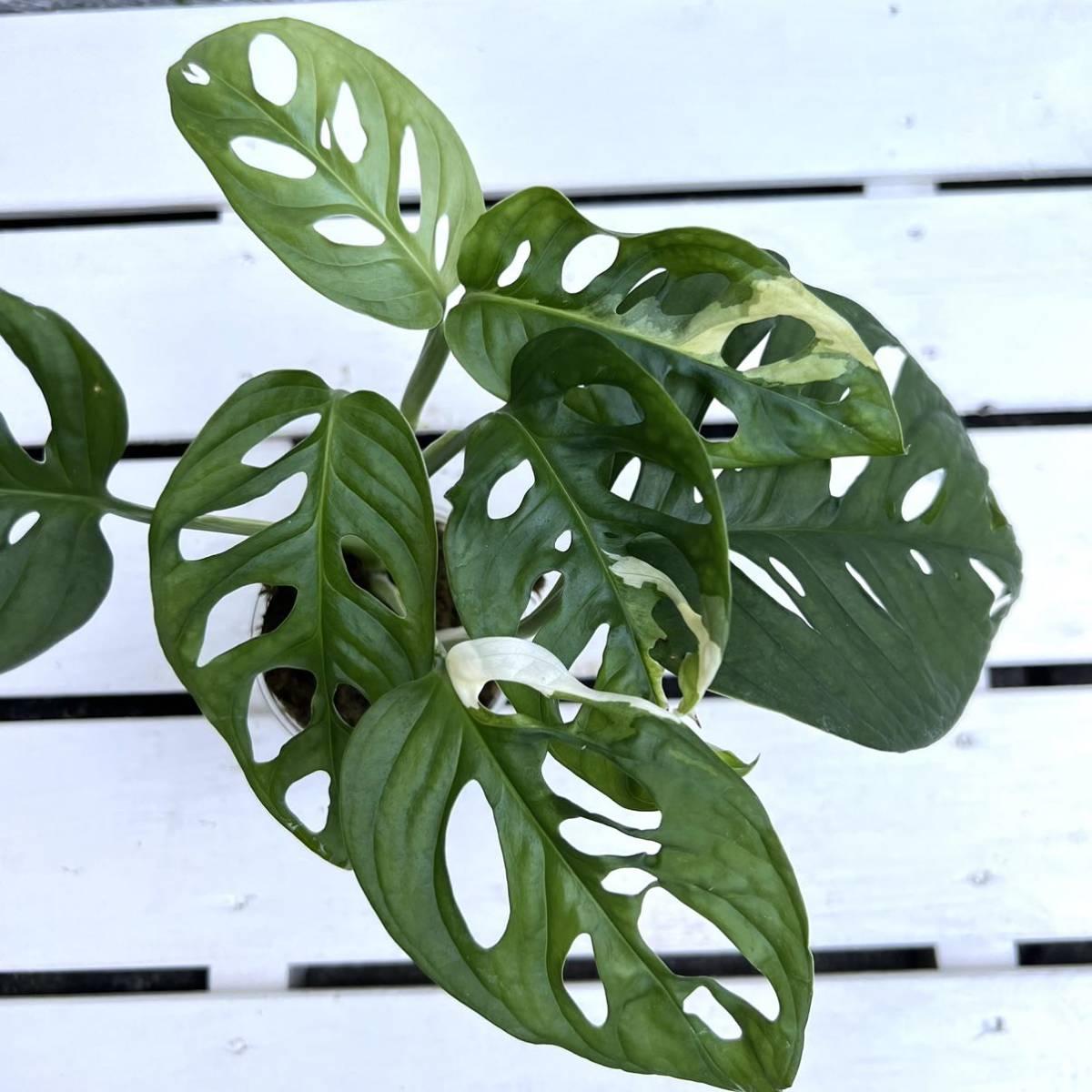 マドカズラ斑入り Monstera Adansonii Variegated モンステラ アダン