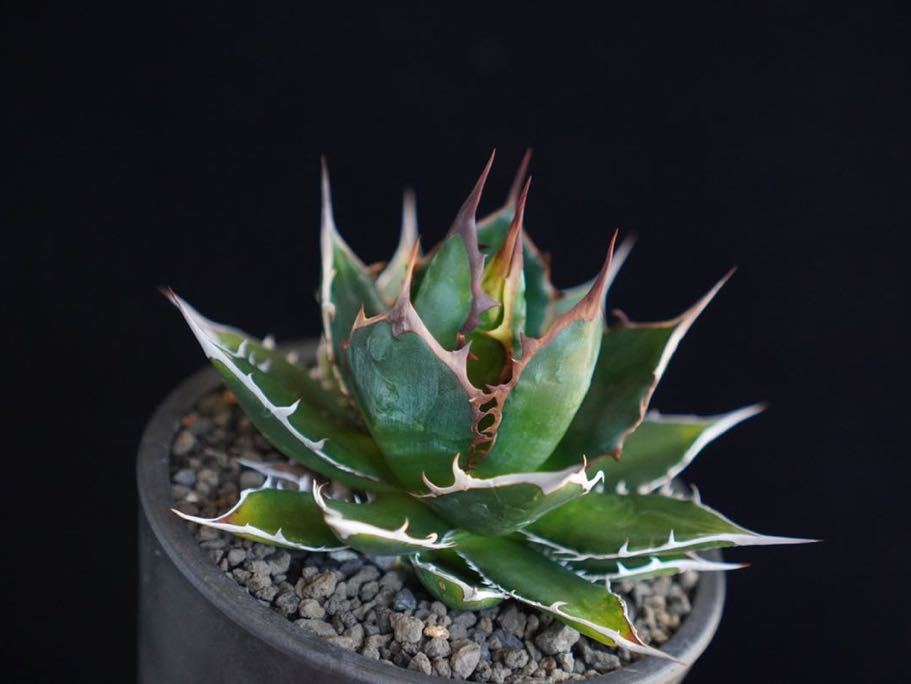 1 厳選コレクション株□強棘□ 短葉ドワーフ株□アガベ ホリダ Agave