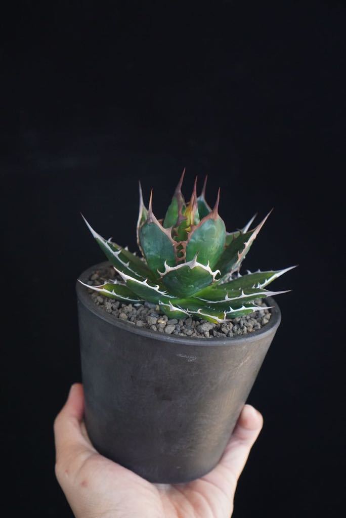 1 厳選コレクション株□強棘□ 短葉ドワーフ株□アガベ ホリダ Agave