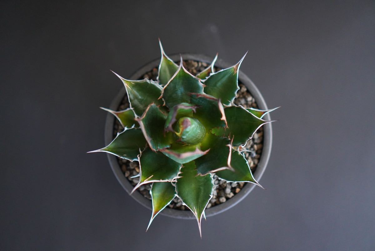 1 厳選コレクション株□強棘□ 短葉ドワーフ株□アガベ ホリダ Agave