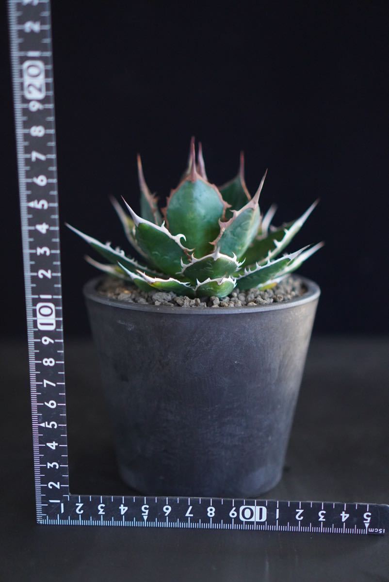 1 厳選コレクション株□強棘□ 短葉ドワーフ株□アガベ ホリダ Agave