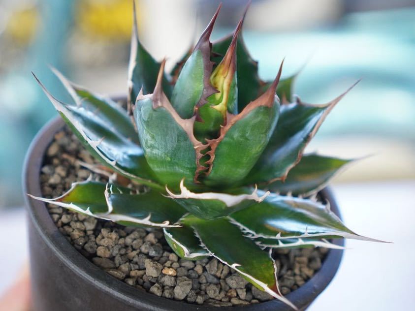 1 厳選コレクション株□強棘□ 短葉ドワーフ株□アガベ ホリダ Agave