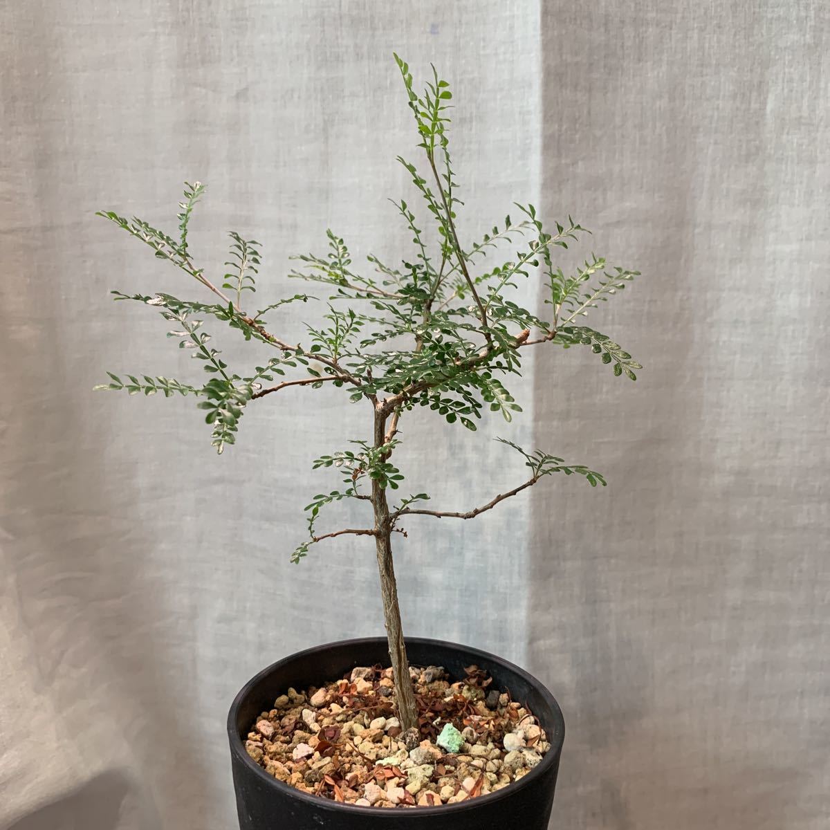 【実生】オペルクリカリア パキプス(Operculicarya pachypus) 検)塊根植物 多肉植物 サボテン グラキリス