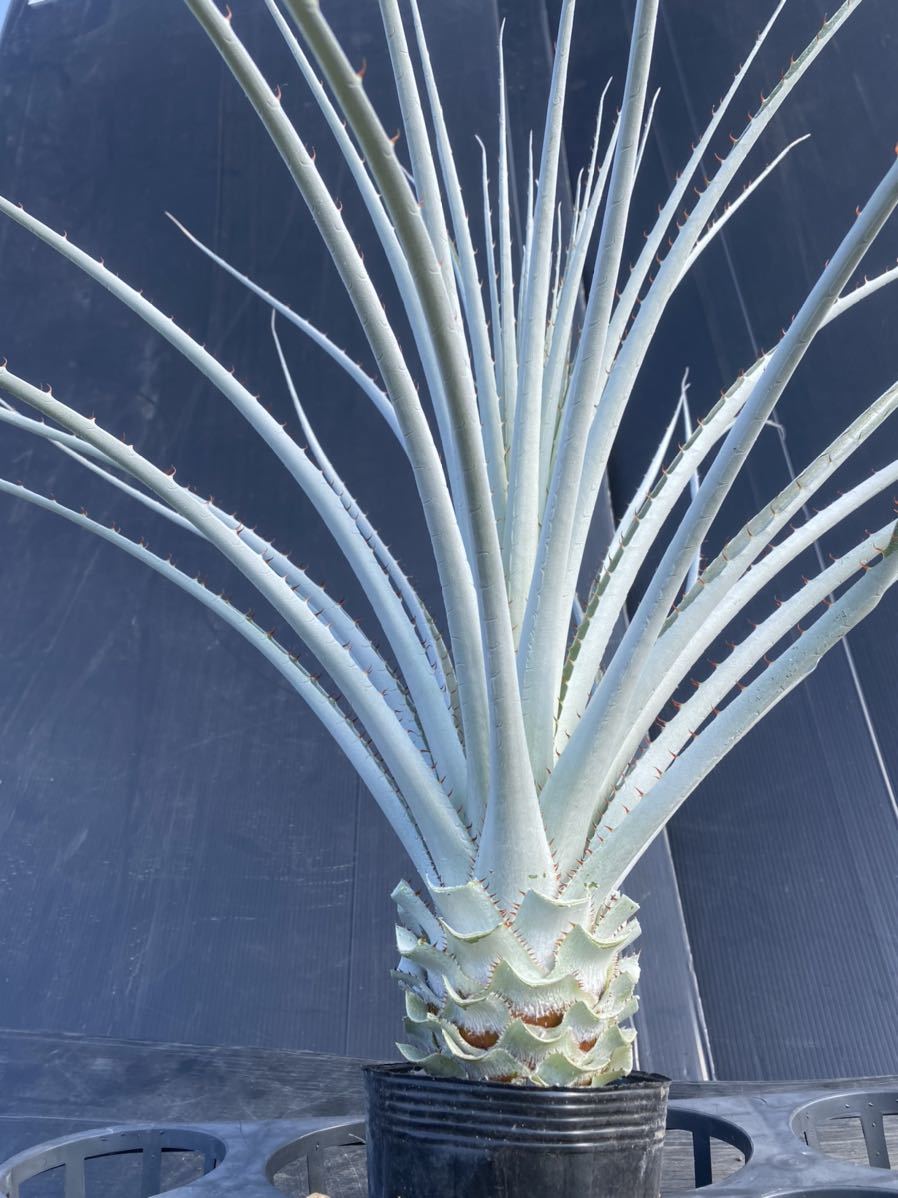 プヤ セルーレア T　特白個体 Puya coerulea var. coerulea プヤ セルーレア 大株 美株 白い Puya