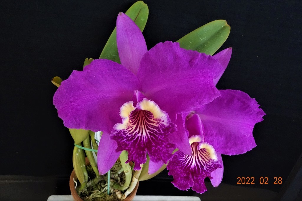洋蘭原種カトレア C.lueddemanniana rubra ' Camila ' (OG) の分け株