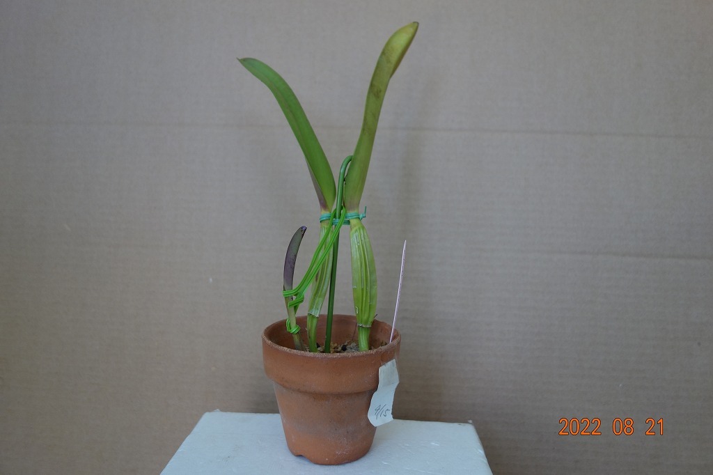 洋蘭原種カトレア C.lueddemanniana rubra ' Camila ' (OG) の分け株