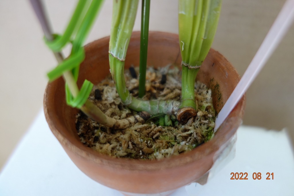 洋蘭原種カトレア C.lueddemanniana rubra ' Camila ' (OG) の分け株