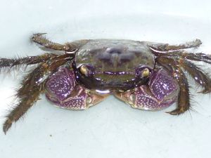 ベンケイガニの値段と価格推移は 29件の売買情報を集計したベンケイガニの価格や価値の推移データを公開