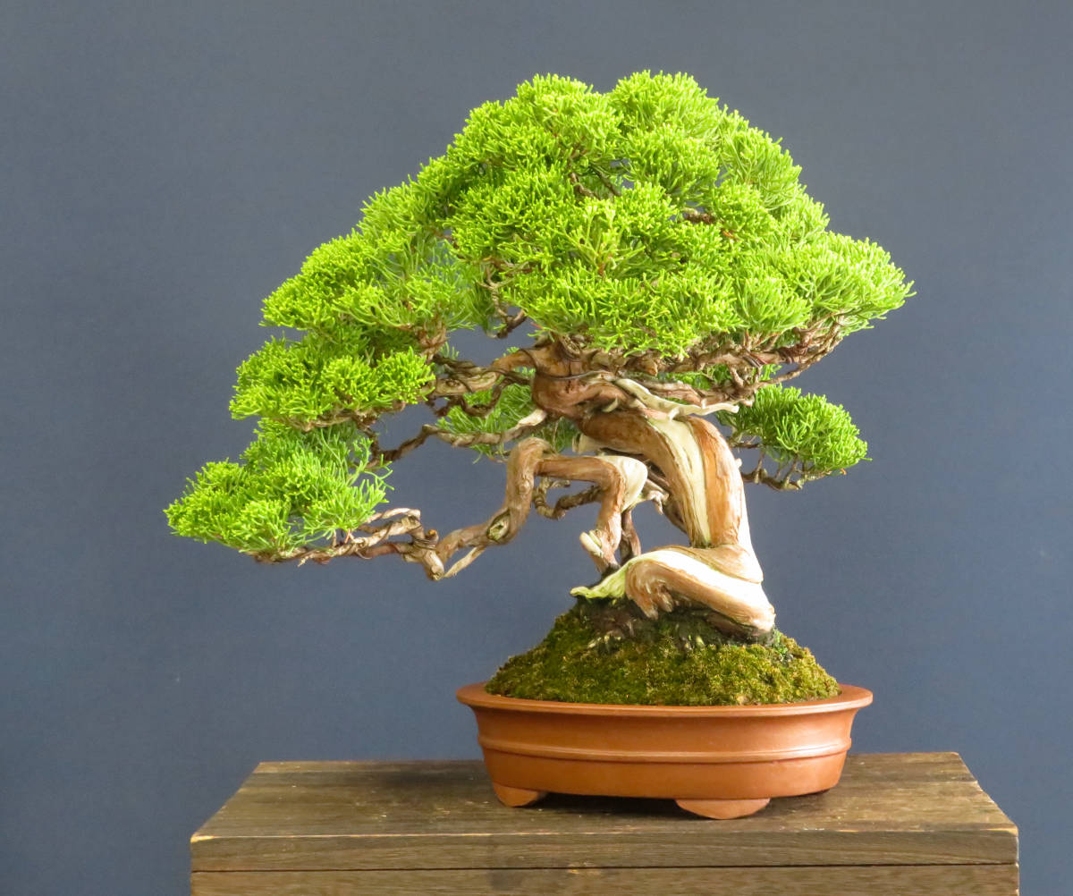 盆栽 貴風・中品 山木・山採り 希少サイズ 糸魚川真柏 樹高32cm
