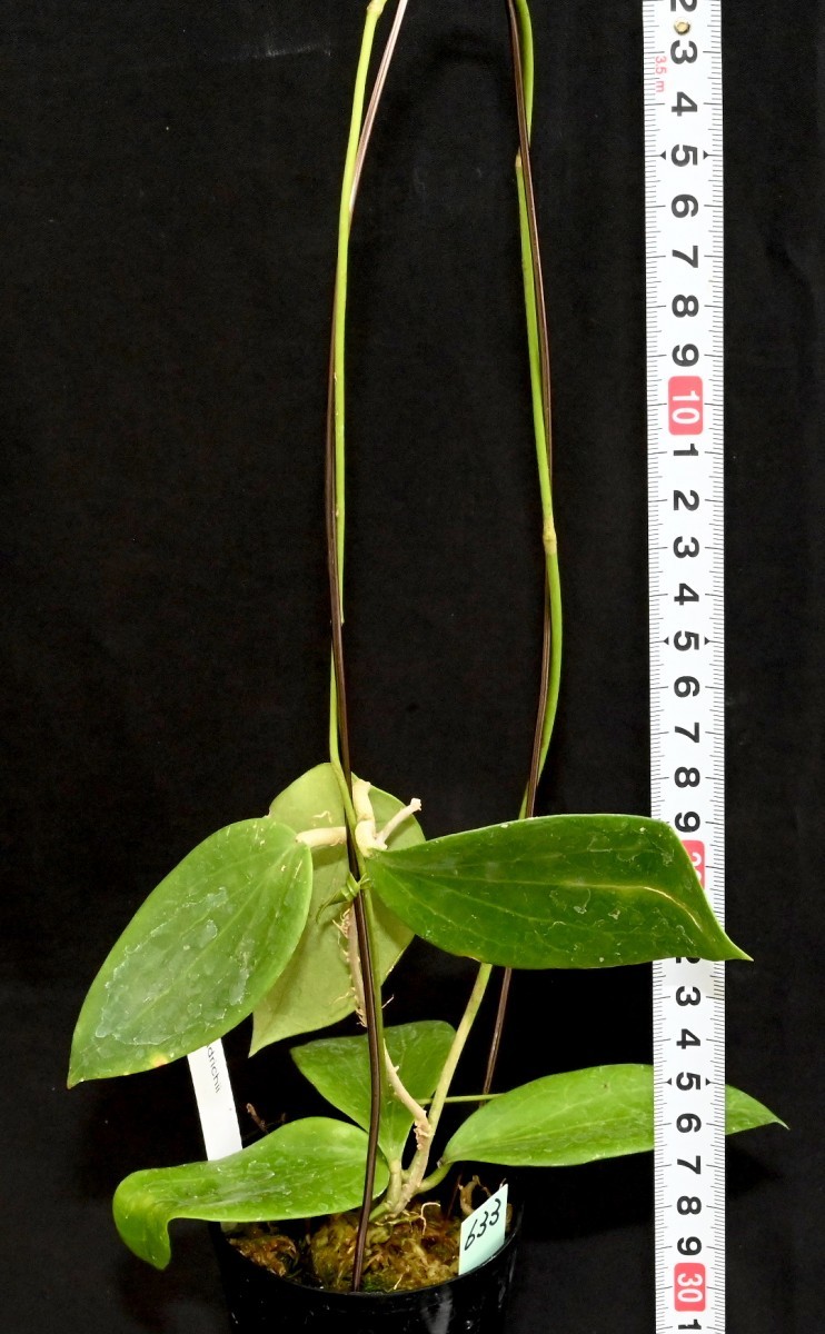 ホヤ (633) クリスマス島原産 Hoya aldrichii ホヤ アルドリッチー