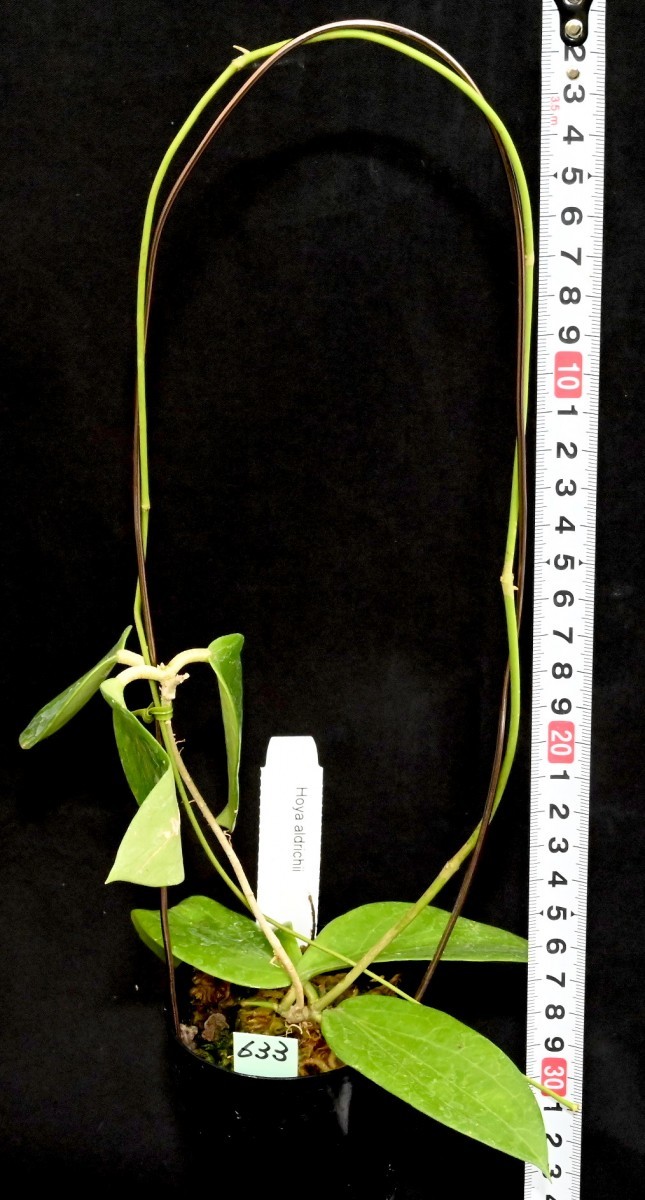 ホヤ (633) クリスマス島原産 Hoya aldrichii ホヤ アルドリッチー