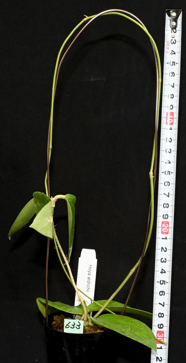 ホヤ (633) クリスマス島原産 Hoya aldrichii ホヤ アルドリッチー