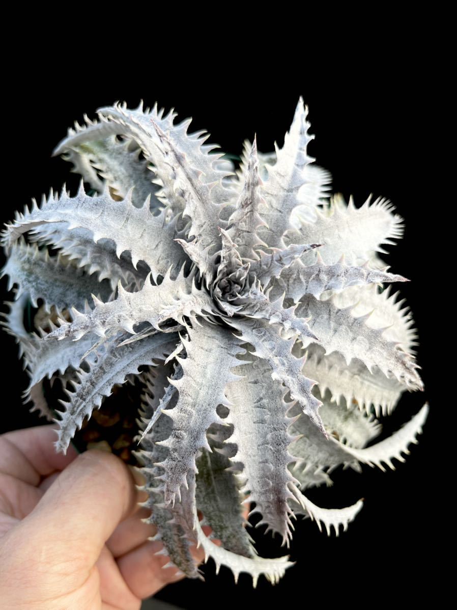 ディッキア Dyckia 'Winter's Edge' Bill Baker's hybrid from Hawaii
