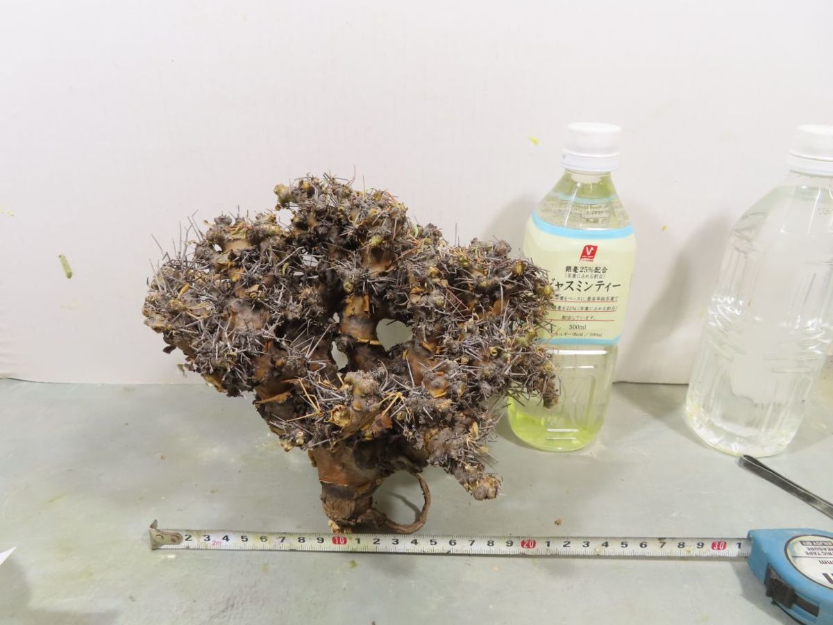ツ082 「現地」オトンナ　ユーフォルビオイデス　大　抜き苗【最新到着・Othonna euphorbioides・黒鬼城・塊根植物】