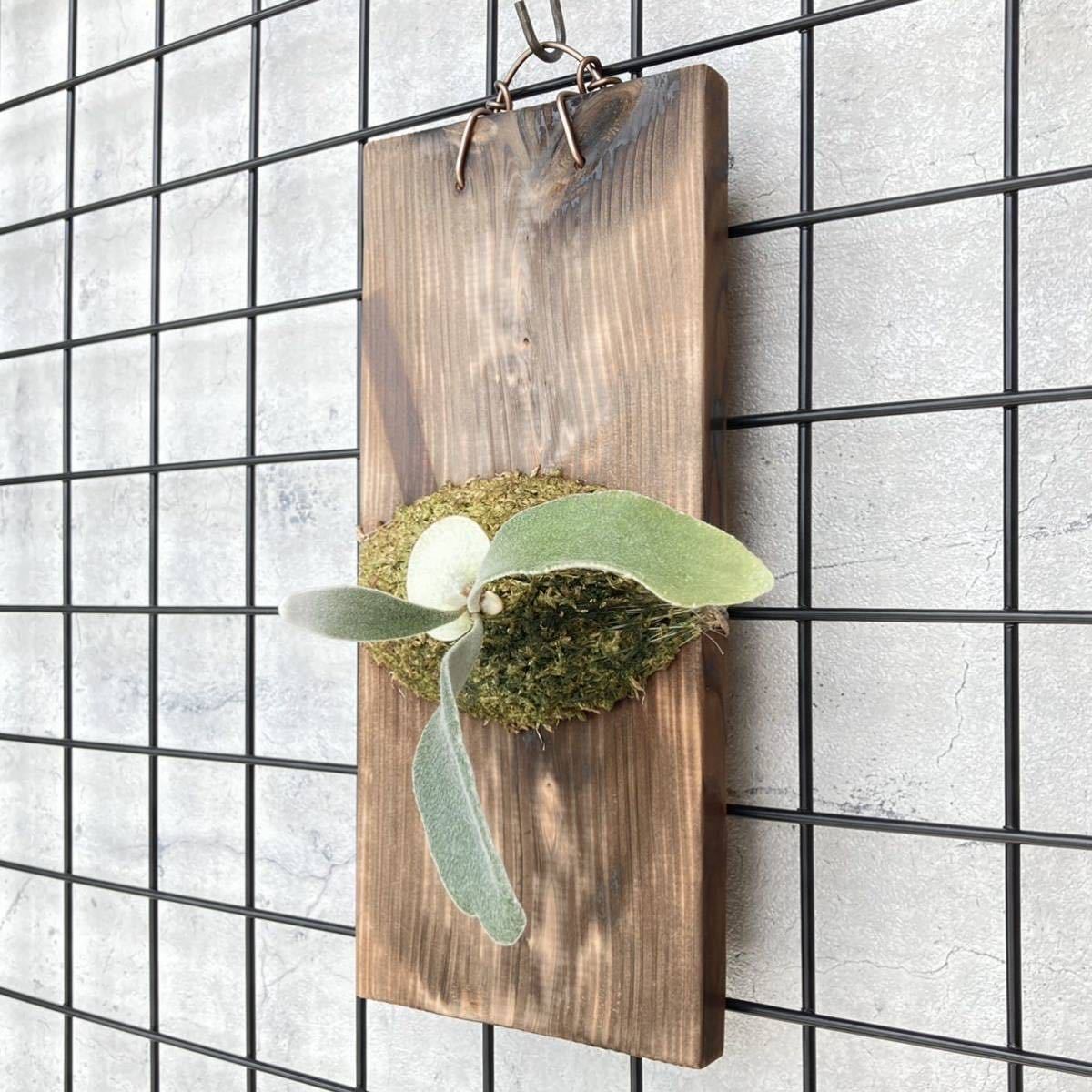 P. veitchii auburn river アーバンリバー ビカクシダ コウモリラン ベイチー ビーチー 観葉植物