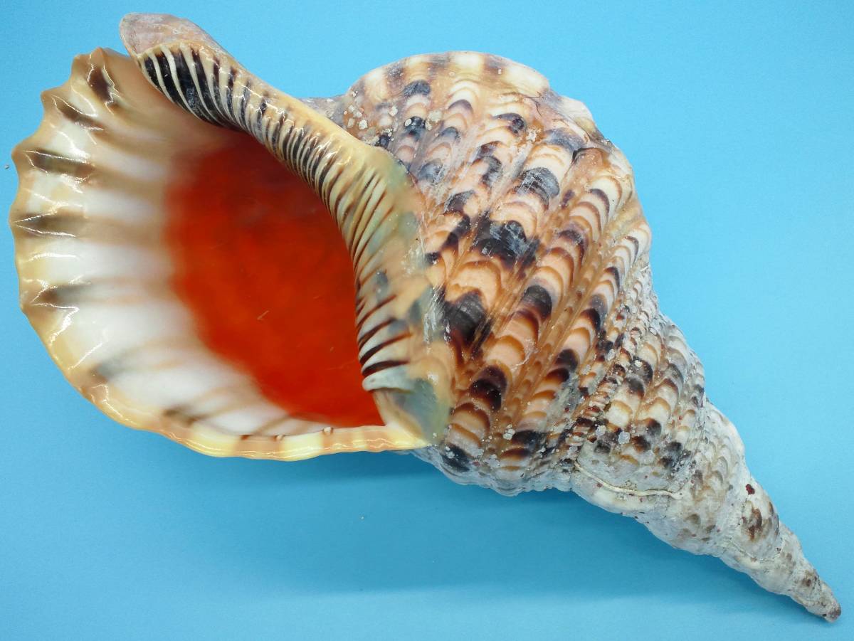 法螺貝 特大36cm 公式通販 ホラ貝 貝 ホラガイ 名護］どっしりして存在感の