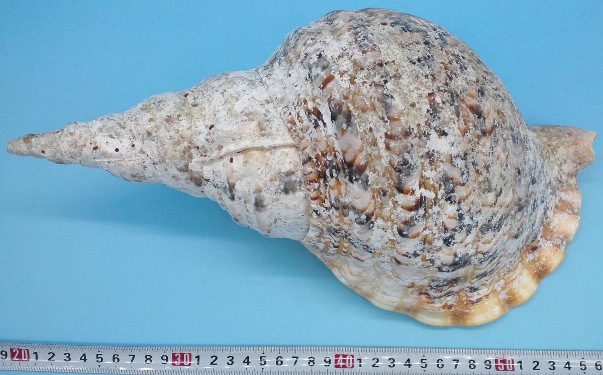 沖縄 名護］天然 法螺貝◇33cm 938g◇重厚感のあるホラガイ◇ほら貝 