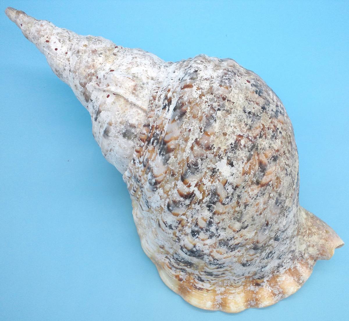 法螺貝 特大36cm 公式通販 ホラ貝 貝 ホラガイ 名護］どっしりして存在感の