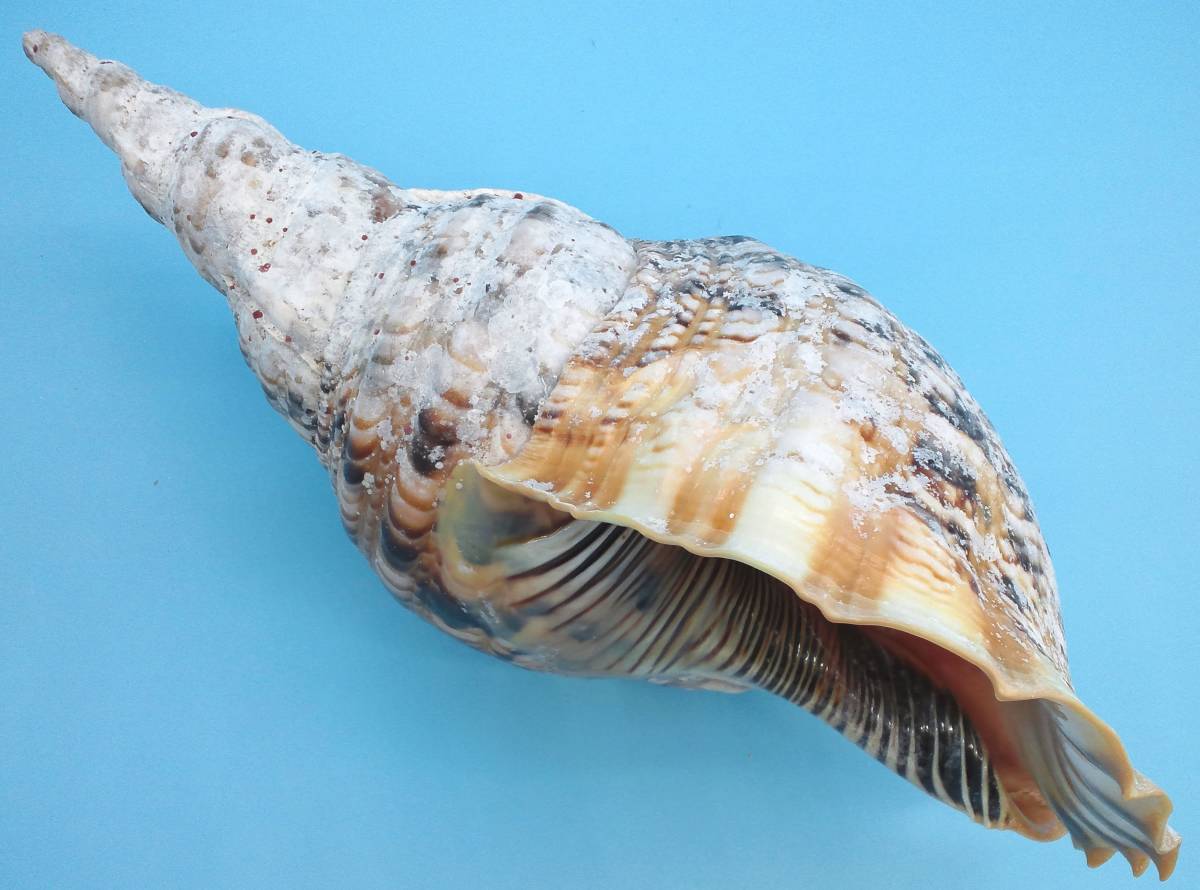 法螺貝 特大36cm 公式通販 ホラ貝 貝 ホラガイ 名護］どっしりして存在感の