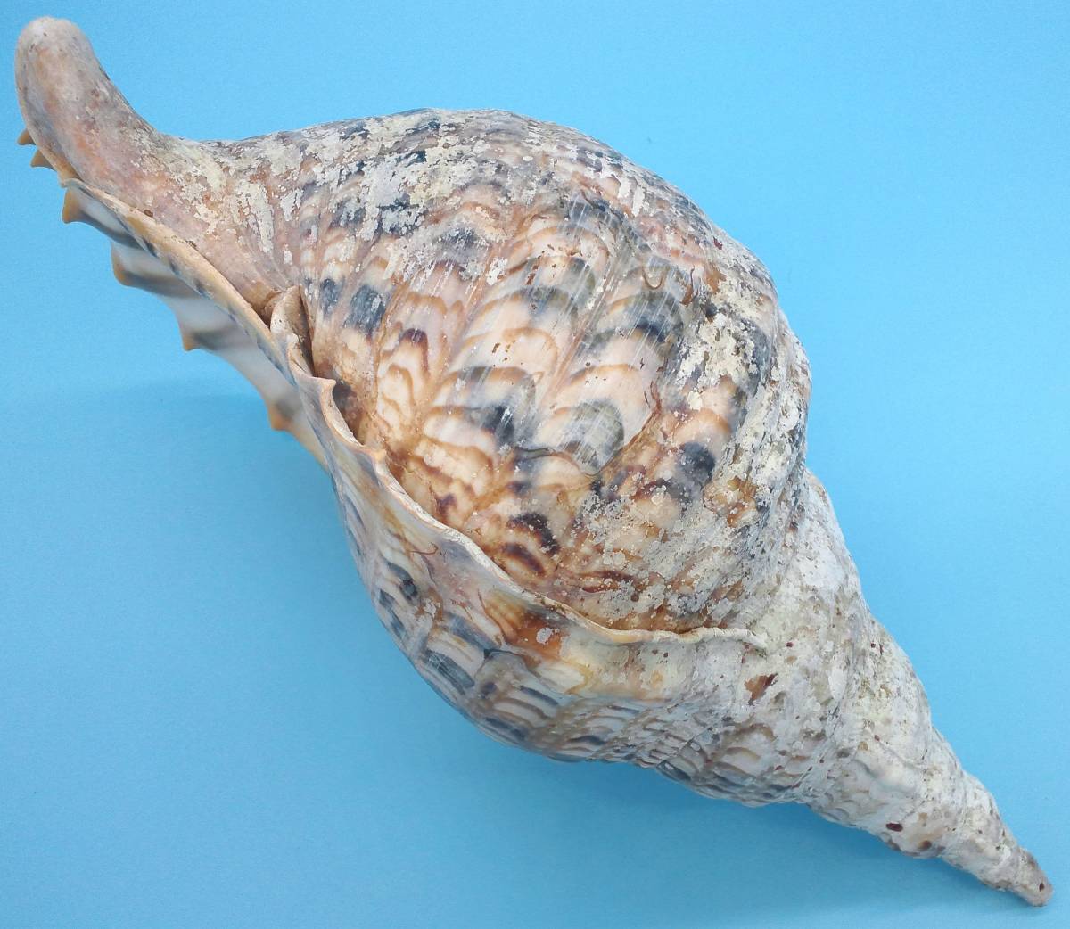 法螺貝 特大36cm 公式通販 ホラ貝 貝 ホラガイ 名護］どっしりして存在感の