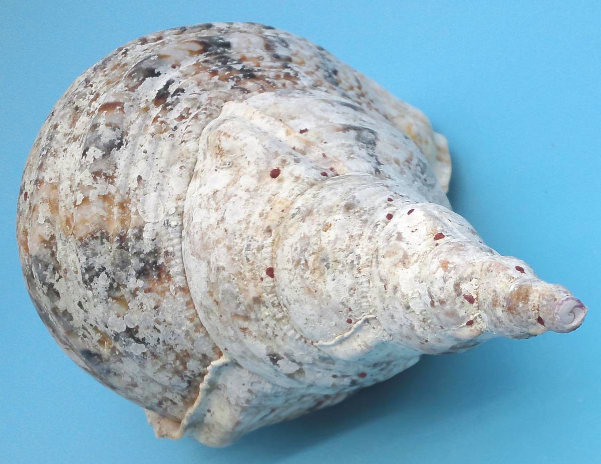 法螺貝 特大36cm 公式通販 ホラ貝 貝 ホラガイ 名護］どっしりして存在感の