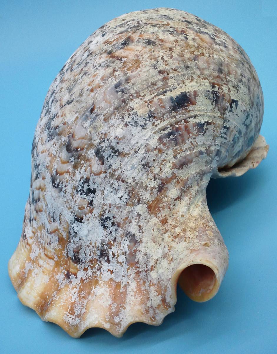 法螺貝 特大36cm 公式通販 ホラ貝 貝 ホラガイ 名護］どっしりして存在感の
