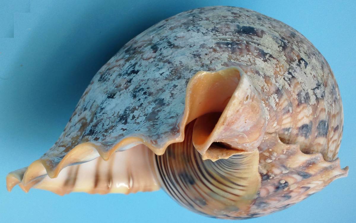 沖縄 名護］天然 法螺貝◇33cm 938g◇重厚感のあるホラガイ◇ほら貝 