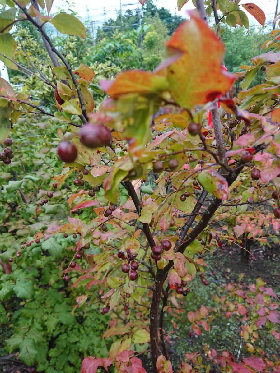 落葉樹 ナツハゼ 紅葉が綺麗 1.8m前後 *引き取り限定 近隣のみ配達可能*（