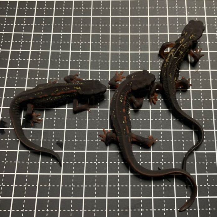 オキナワシリケンイモリCB Sサイズ5匹\u203b配合飼料食べます | 日本