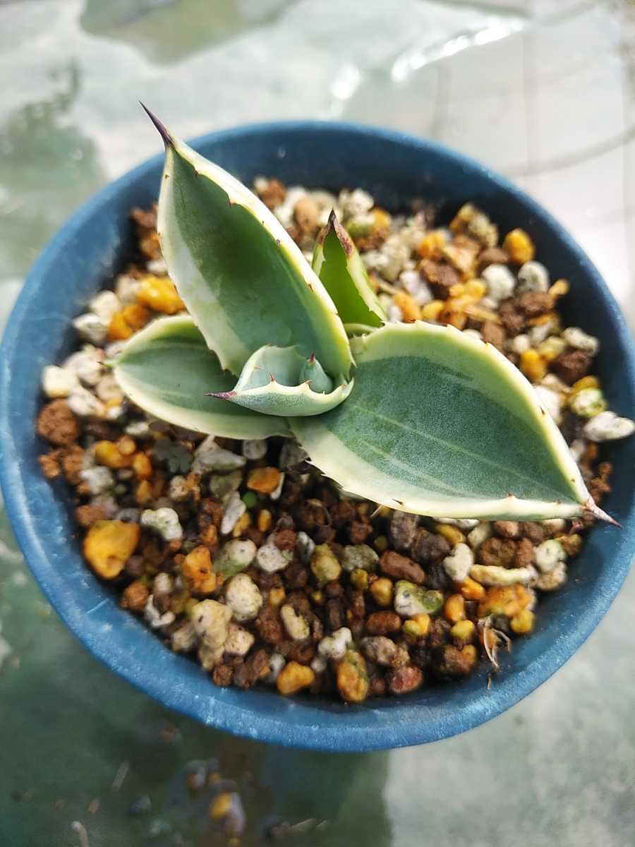 アガベ リップルエフェクト 子株 珍しいアガベ