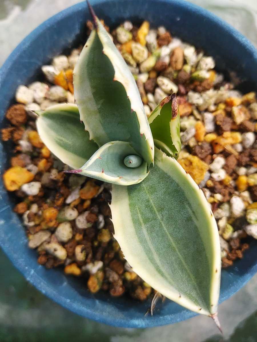 アガベ リップルエフェクト 子株 珍しいアガベ