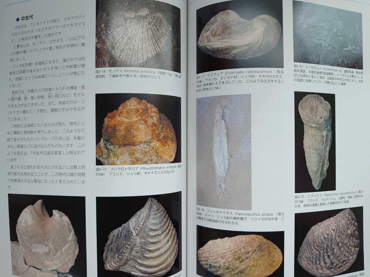 図録 貝化石が語る海の記憶 貝と貝化石 貝の模様と形 地質時代 四国