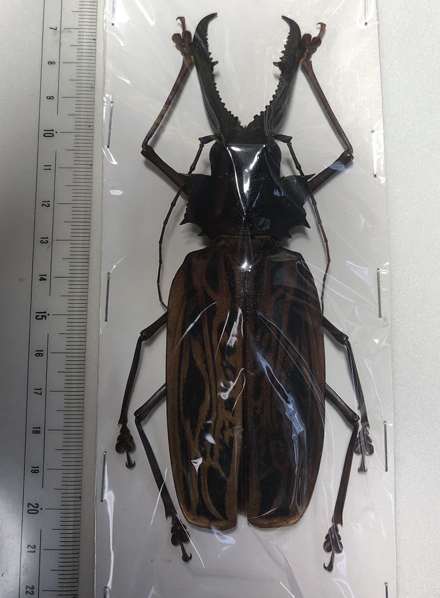 ペルーのオオウスバカミキリ　標本　昆虫標本 オオキバカミキリ 標本 ペルーのオオウスバカミキリ 標本 昆虫標本